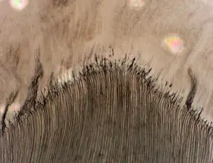 Human Tooth